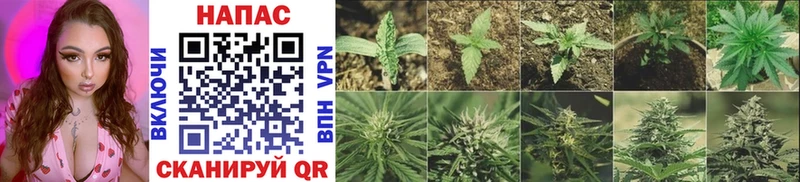 купить наркоту  Боготол  мега сайт  Канабис сатива 